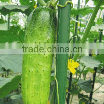 Super sweet hybrid fruit cucumber seeds for growing-Sweet Jopo