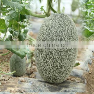 Hybrid muskmelon seeds hami melon for Growing-Sweet melon 05