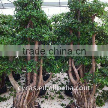 Ficus microcarpa/Ficus bonsai/Ficus tree