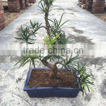 Podocarpus Macrophyllus Bosnai photo-3
