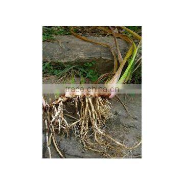 Acorus Calamus