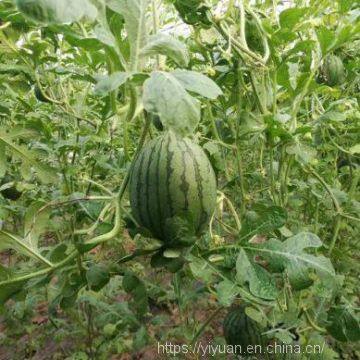 Watermelon F1 Hybrid Sweet Melon Seeds Fruit Seeds No.89 photo-5