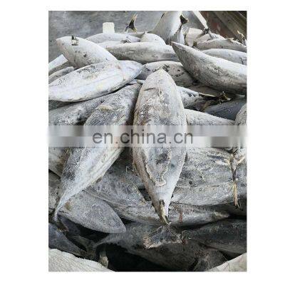 Bonito tuna for export import