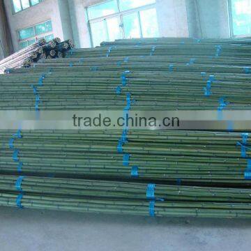 Green bamboo pole