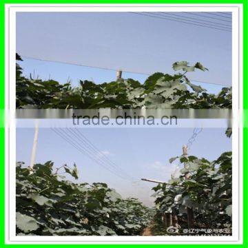 Yemen Selvage Anti Hail Net /100% Virgin HDPE Knitted Anti Hail Net photo-6