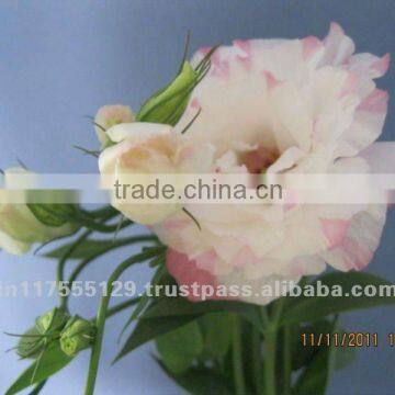 Fresh cut flower eustoma flower eustoma