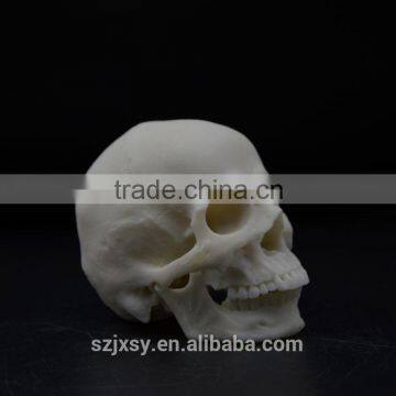 resin kull human head skull model