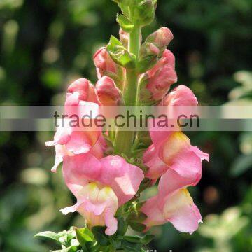 wholesale colorful natural pink antirrhinum flower