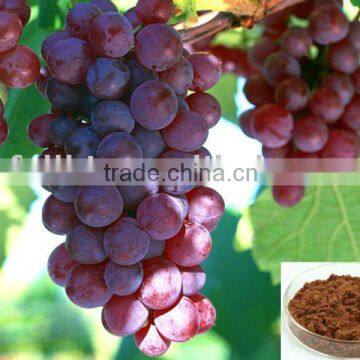 Grape Seed Extract 90%Polyphenols