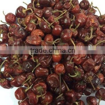 Bell Chilli From India photo-4