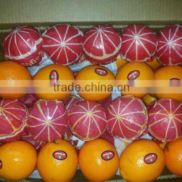 1600 Cartons per Container of Egyptian Oranges
