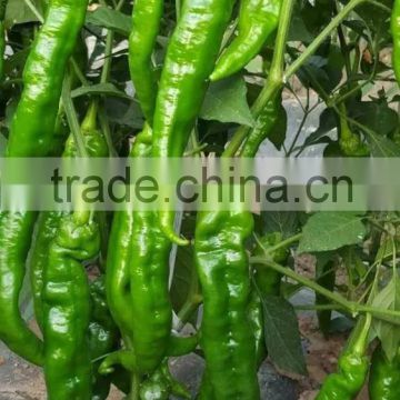 Hybrid Green pepper red pepper seeds for growing-Zhou Pi