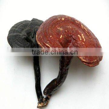 Ganoderma lucidum and Lingzhi