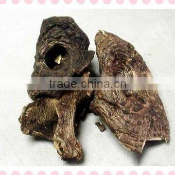 Sarcodon aspratus