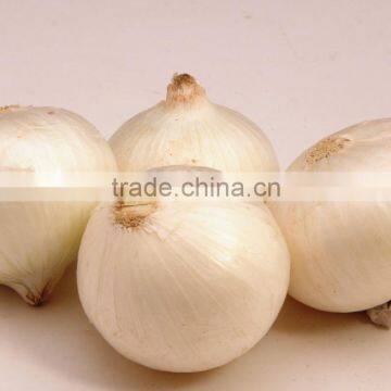 India Fresh White Onion Premium Grade