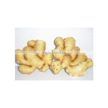 Supply Fresh Ginger and Air Dried Ginger photo-4
