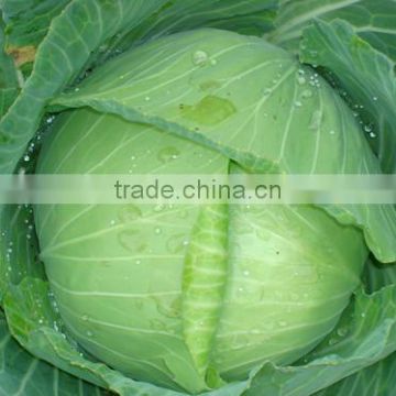 HC04 Shiba heat resistant,Oblateness green F1 hybrid cabbage seeds