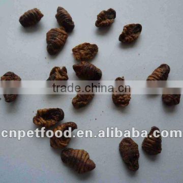 silkworm pupa for fish food