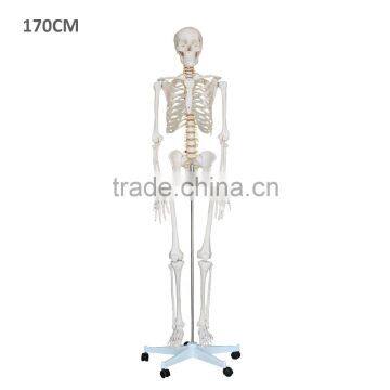 China skeleton model price