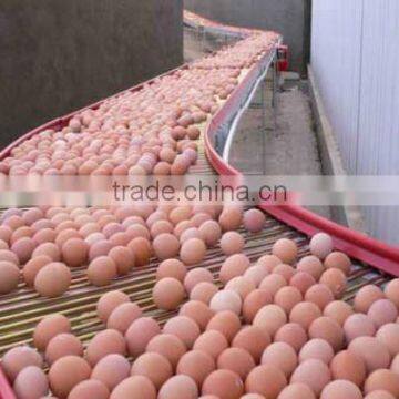 automatic egg collecting machine