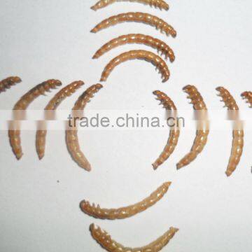 High Quality Low Price Good Performance Mealworms Chicken Feed photo-2