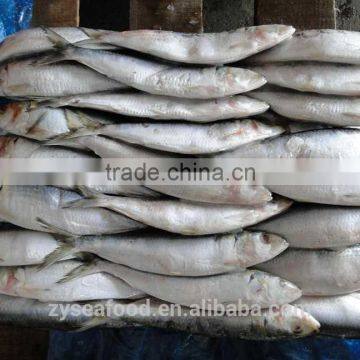 Frozen Sardine Sardinops melanosticta