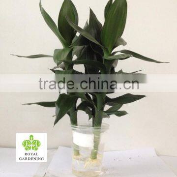 Dracaena Sanderiana Lotus 3 Pcs in One Pot photo-6