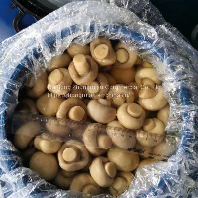 Whole Mushroom Slice Mushroom in Brine or in SO2 in Drum SETA Preservada en Tambor photo-2