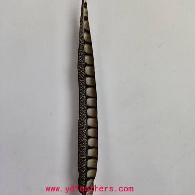 Lady Pheasant Tail Feather From China For Wholesale