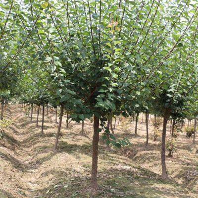 Red Plum With a Ground Diameter of 5 Cm, Cheap Price and High Survival Rate photo-2