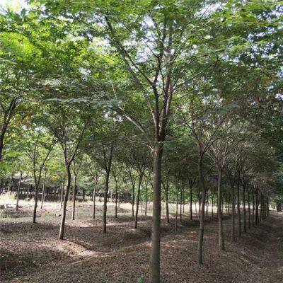 Prices of Beech Trees in Qingdao, Shandong. Base Quotation List. Low Selling Prices and High Survival Rates. photo-2