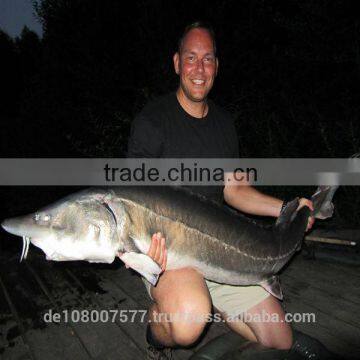 200M 0.04mm ULTRA THIN PE 3 Braided Fishing Line 100% Made in Germany Smooth Strong Round Mega-3-braid photo-6