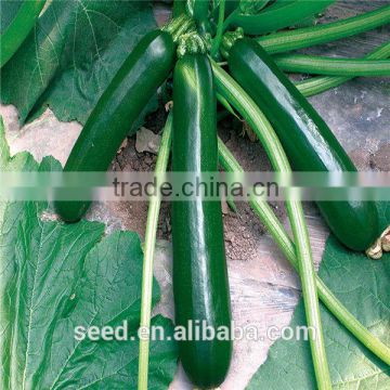 Ying dark green skin squash seeds