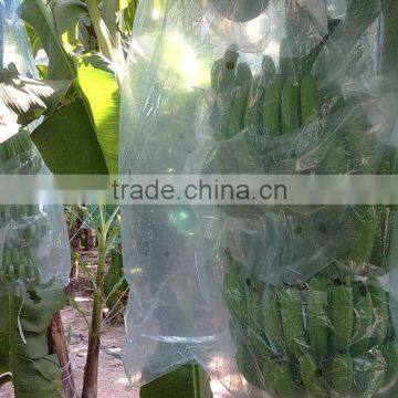 VIETNAM FRESH CAVENDISH BANANA photo-2