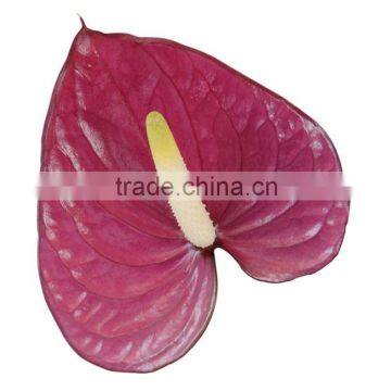 Anthurium Flower & Plants photo-6