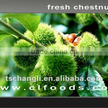 fresh chestnut 2012 new crop