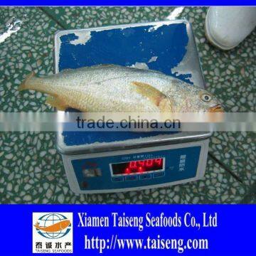 Sales frozen Croceine Big yellow croaker fish