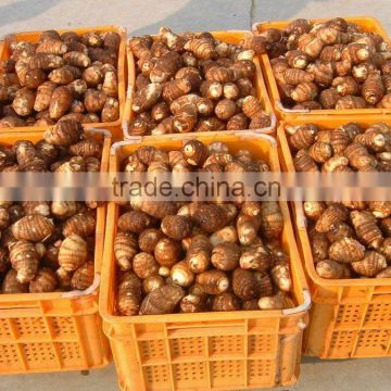 Taro Price From Factory With Good Quality