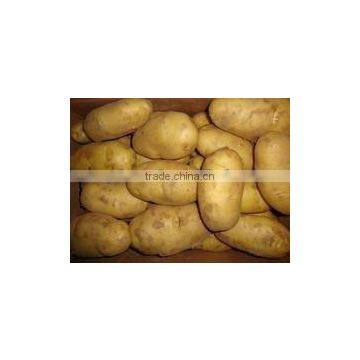 FRESH HOLLAND POTATO