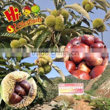 Wholesale Chestnut Organic Fresh Chestnuts for sale