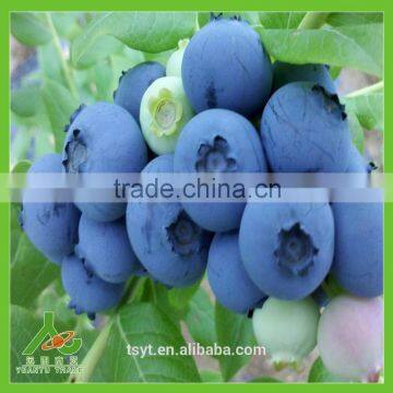 IQF Frozen Chinese China Best Quality Better Quality Wild Blueberry Blueberries photo-3