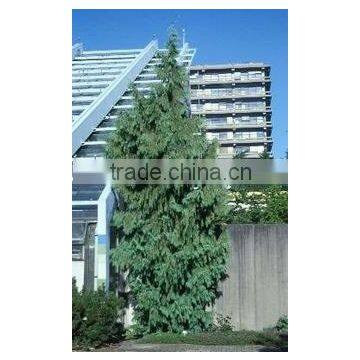 Natural Chamaecyparis Noo. Pendula Plant