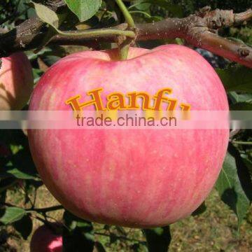 China Supplier of Fresh Red Delicious Bulk Fresh Apples Hanfu Apple Products photo-3