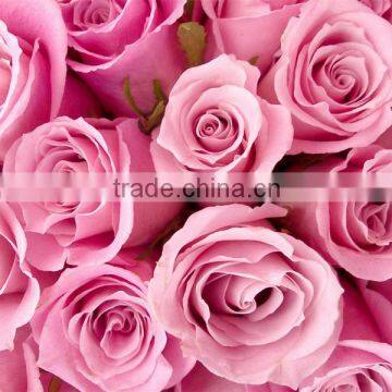 Factory Supply Long Stem Fresh Cut Rose Fresh Cut Flower
