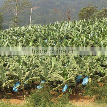 Banana Trees Seedling