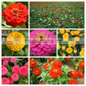 High quality F1 hybrid zinnia flower seeds