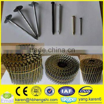 Umbrella Head Iron Nails, Galvanized Nails, Iron Nails,coil Nails, Nails Supplier photo-6