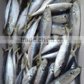 competitive wholesale fish horse mackeral