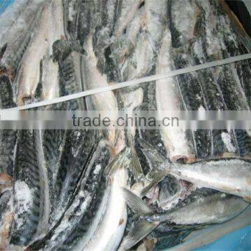 best frozen whole mackerel fish