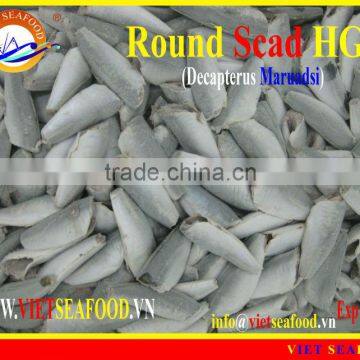 FROZEN HGT HORSE MACKEREL